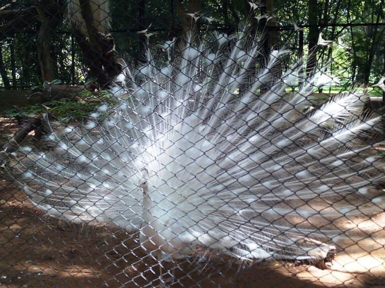 White Peacock: Leucistic, Not Albino, and What One Costs