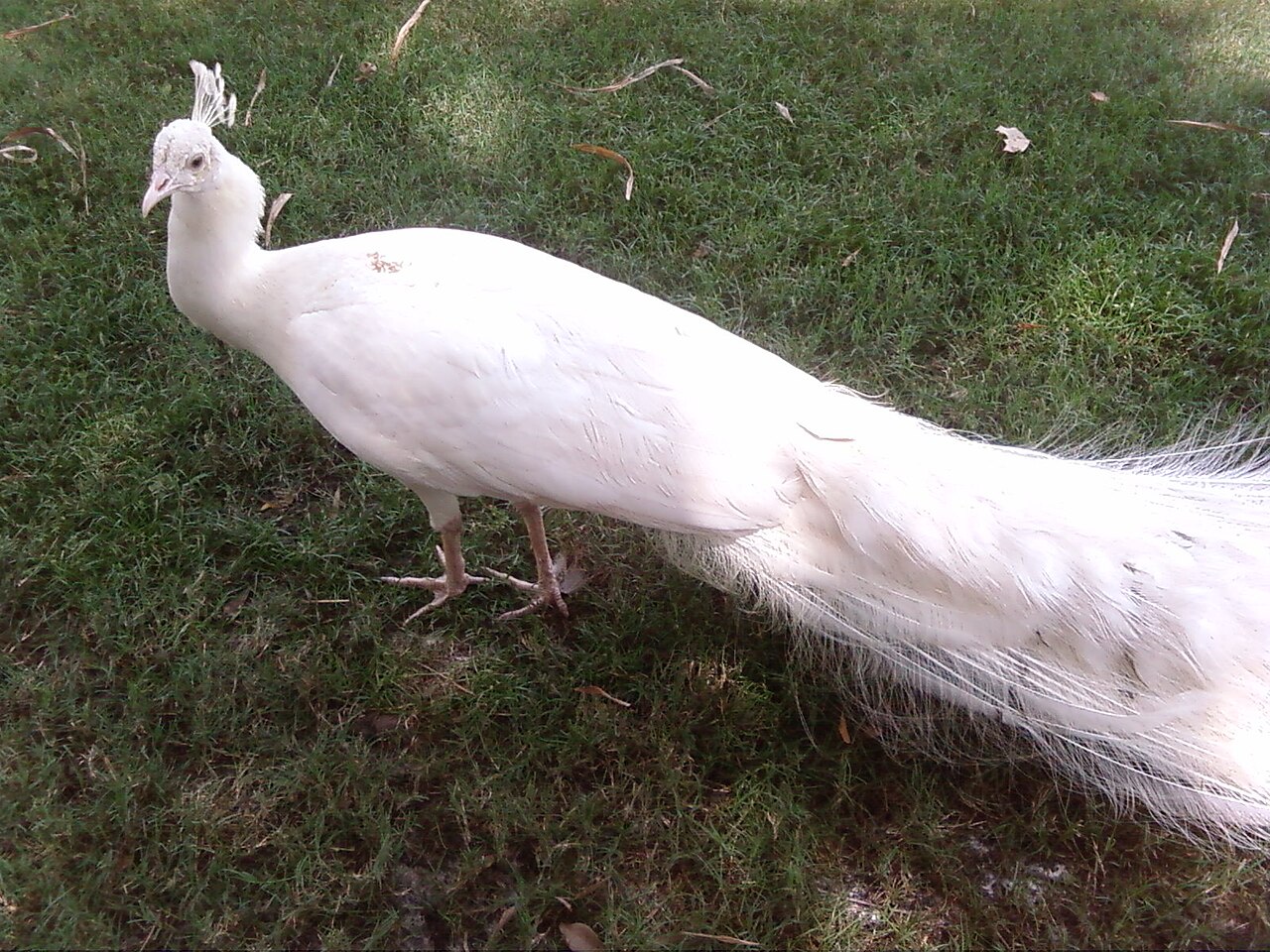 How Rare Is a White Peacock and What Is One Worth?