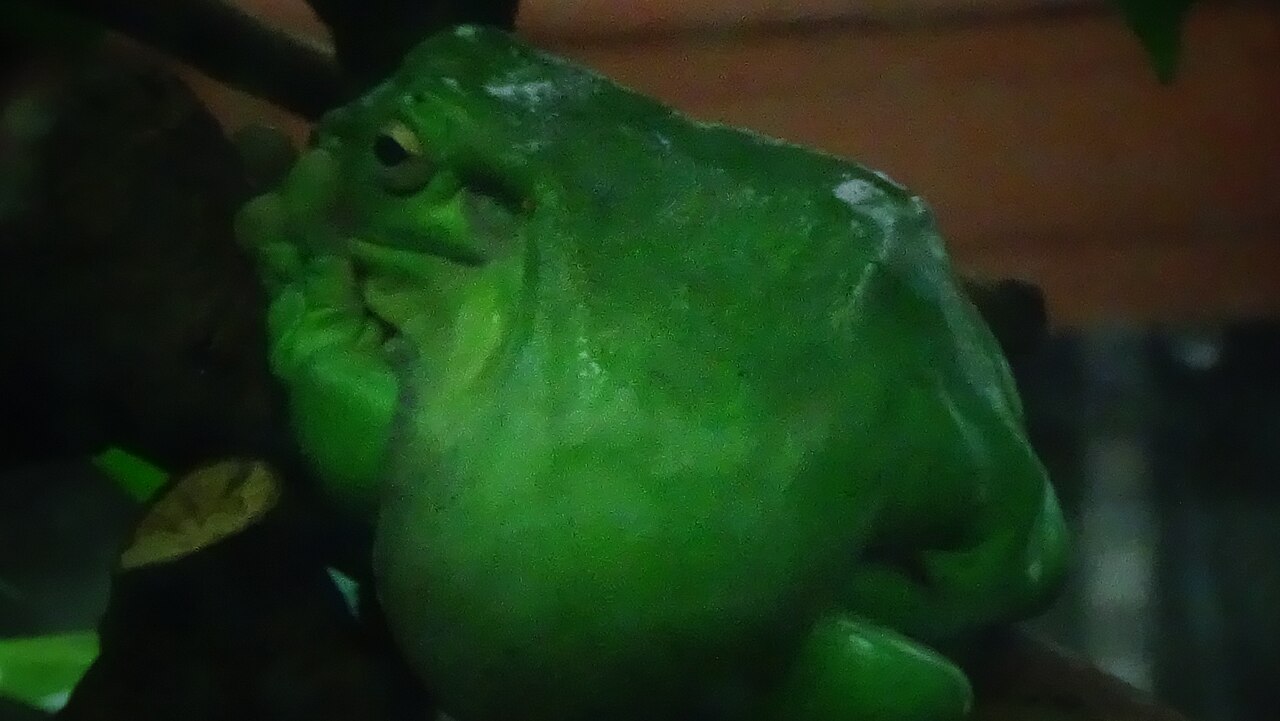 White’s Tree Frog Care: Tank Size, Temperature, and Feeding