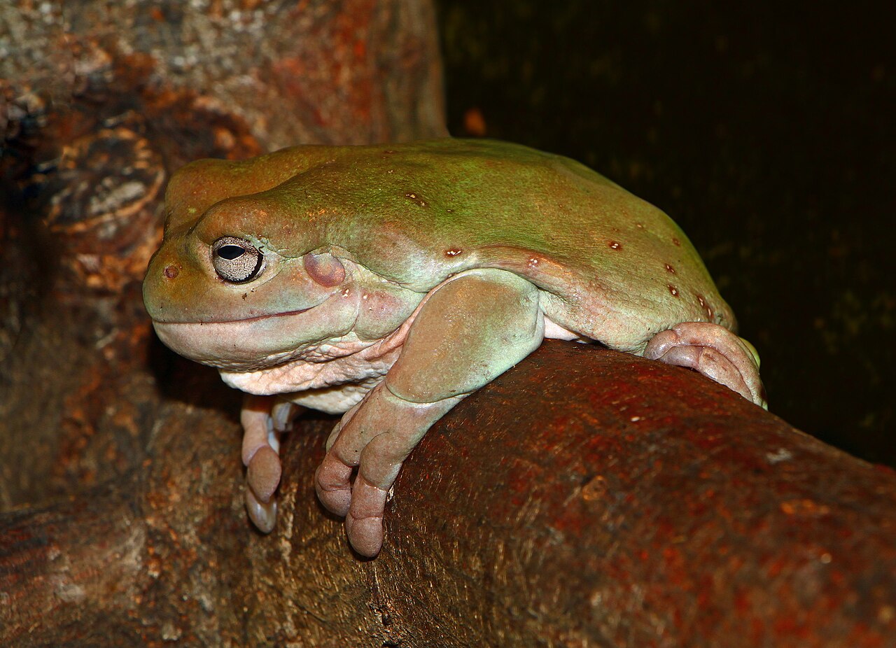 Enclosure, Tank Size, and How Many Frogs