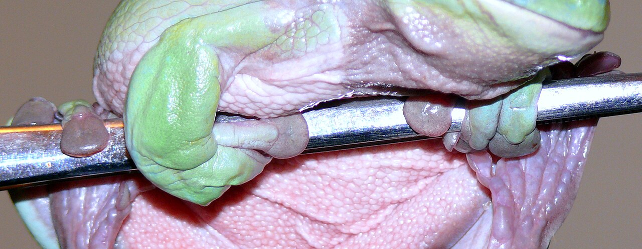 Feeding Without Making a Dumpy Frog