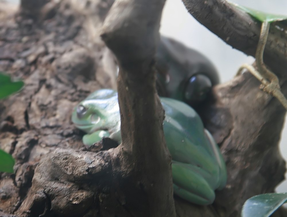 How Do I Tell if My White Tree Frog Is Happy?