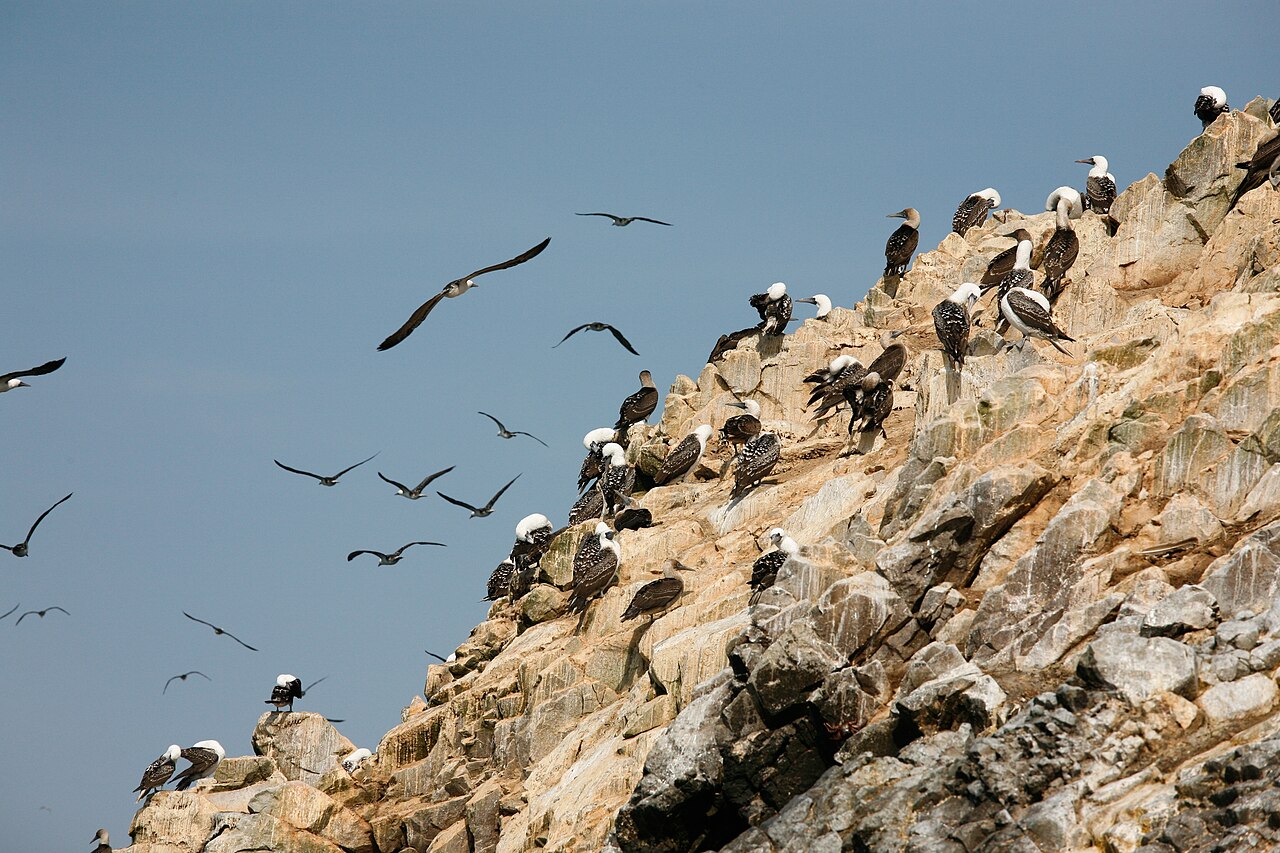Why Do Birds Excrete Uric Acid?