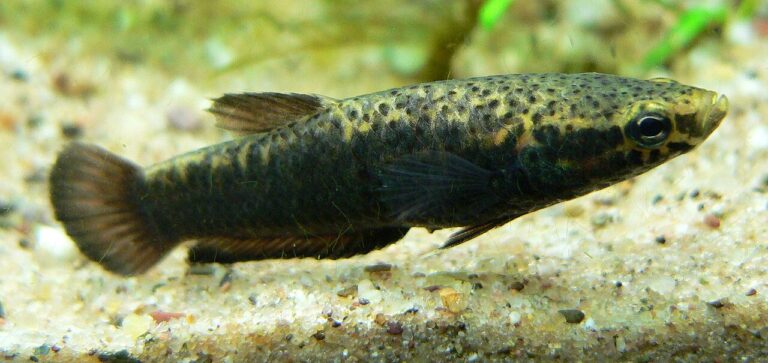 Wild Betta Fish: 75 Species, Real Size, Price, and Care
