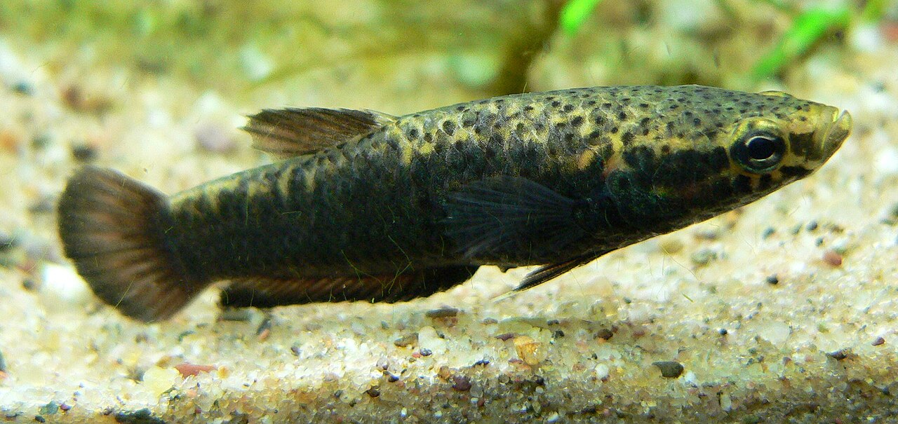 Wild Betta Fish: 75 Species, Real Size, Price, and Care