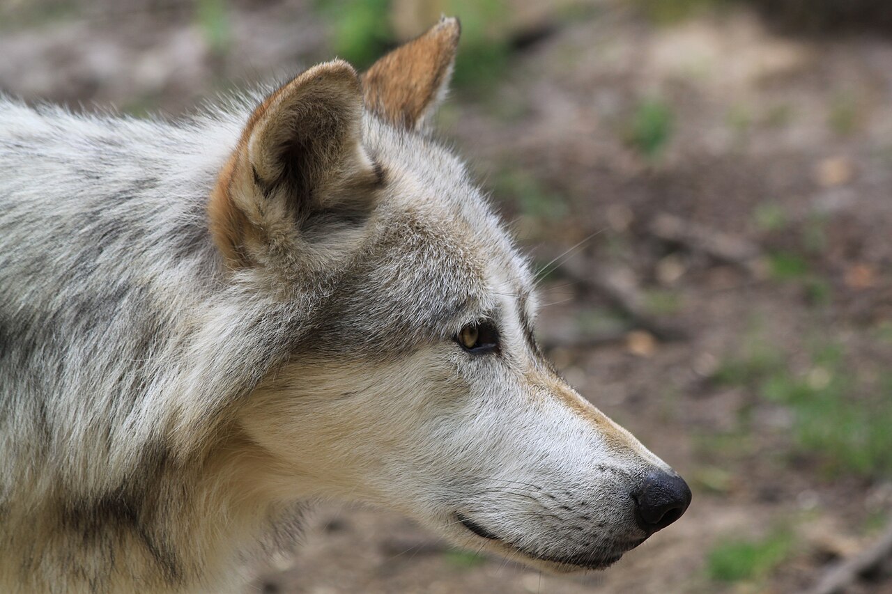 Wolf Poop: Identification and How It Differs From Coyote
