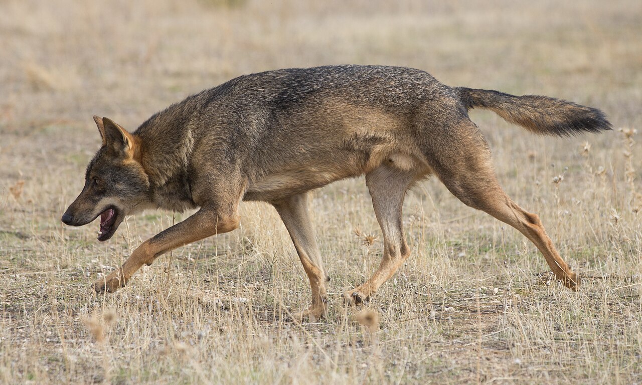 Wolf Poop vs Coyote Poop