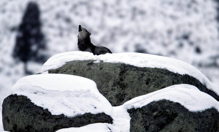 Wolf Sounds: Howls, Barks, and What Each One Means