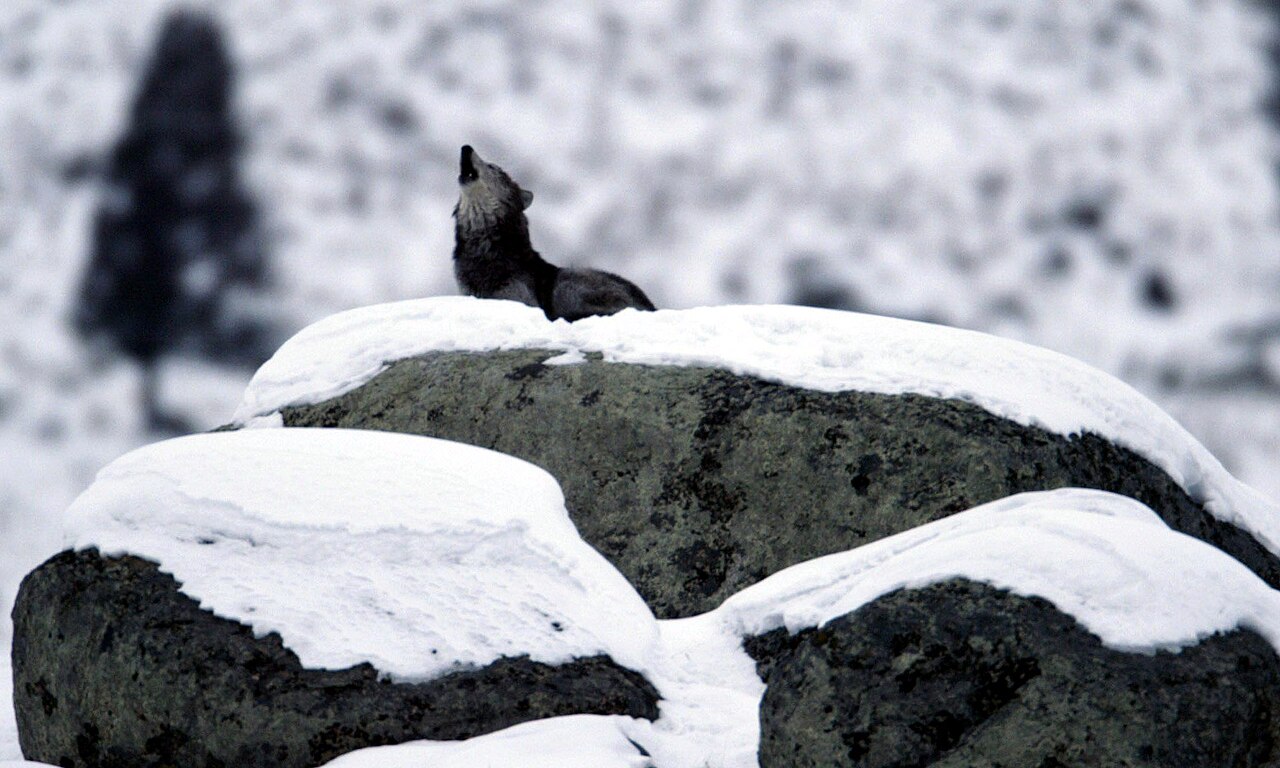 Wolf Sounds: Howls, Barks, and What Each One Means