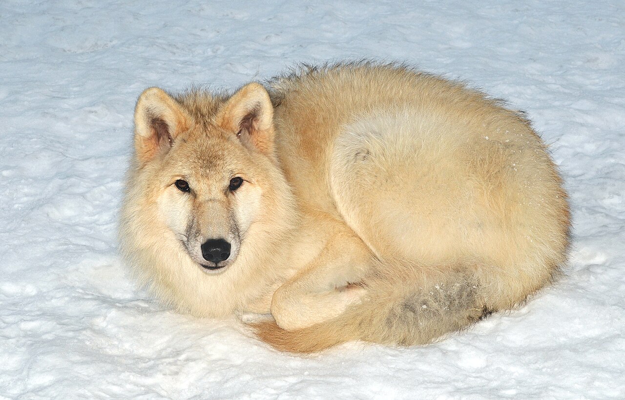 The Howl: What It Sounds Like and How Far It Travels