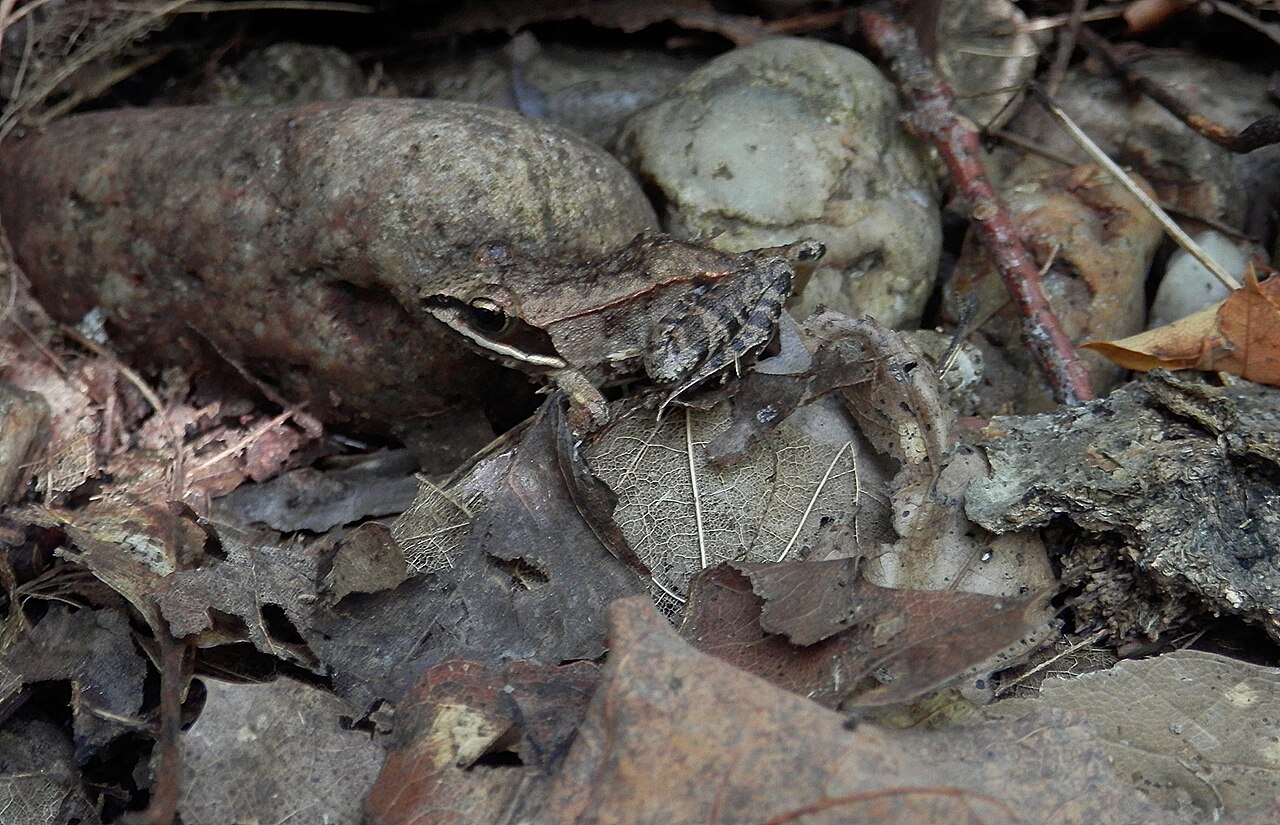 Wood Frog: The Frog That Freezes Solid Every Winter
