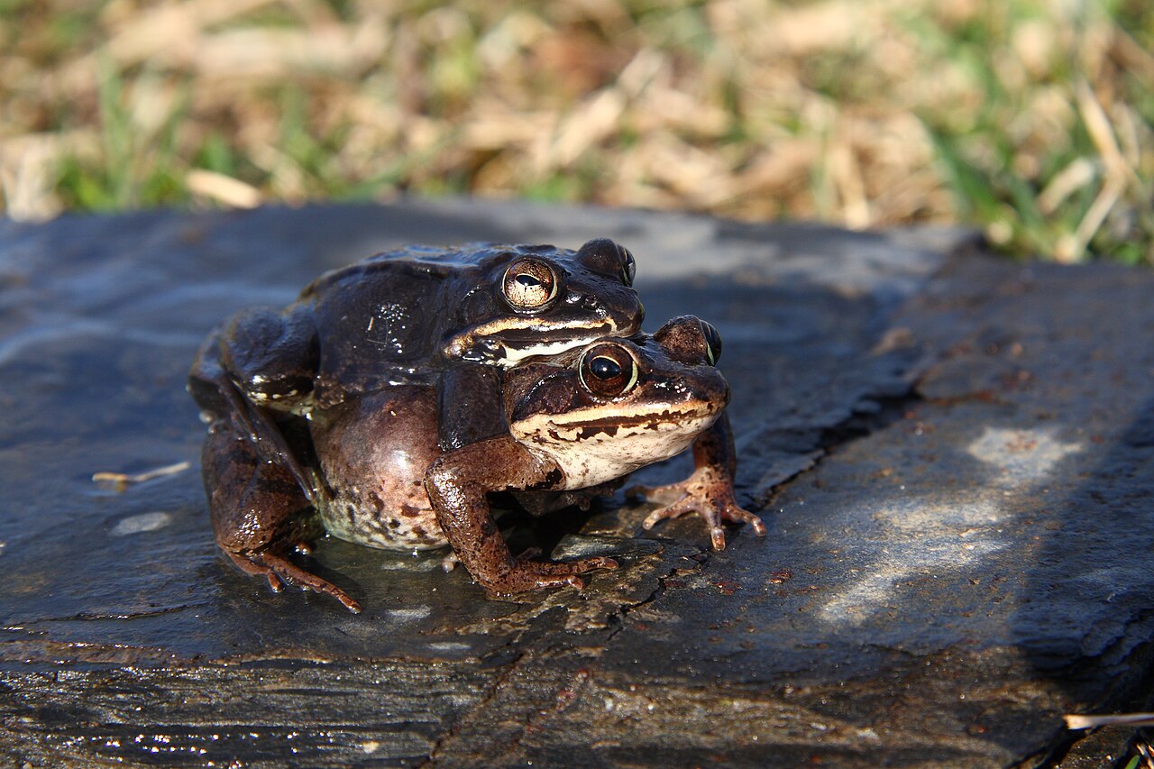Why Do Wood Frogs Freeze?