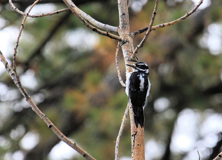 Woodpecker Sound: Drumming or Digging, and What It Means