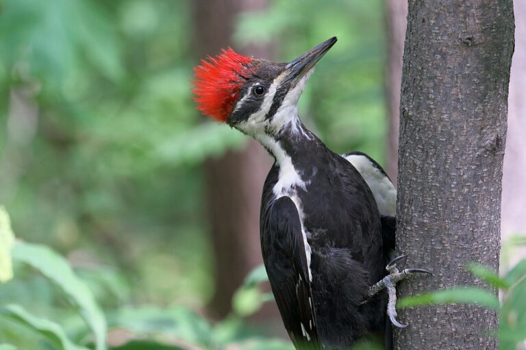 Woodpecker Sounds: Drumming, Calls, and House Noise