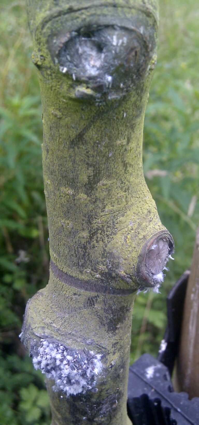 Woolly Aphids: Identification, Damage, and Treatment