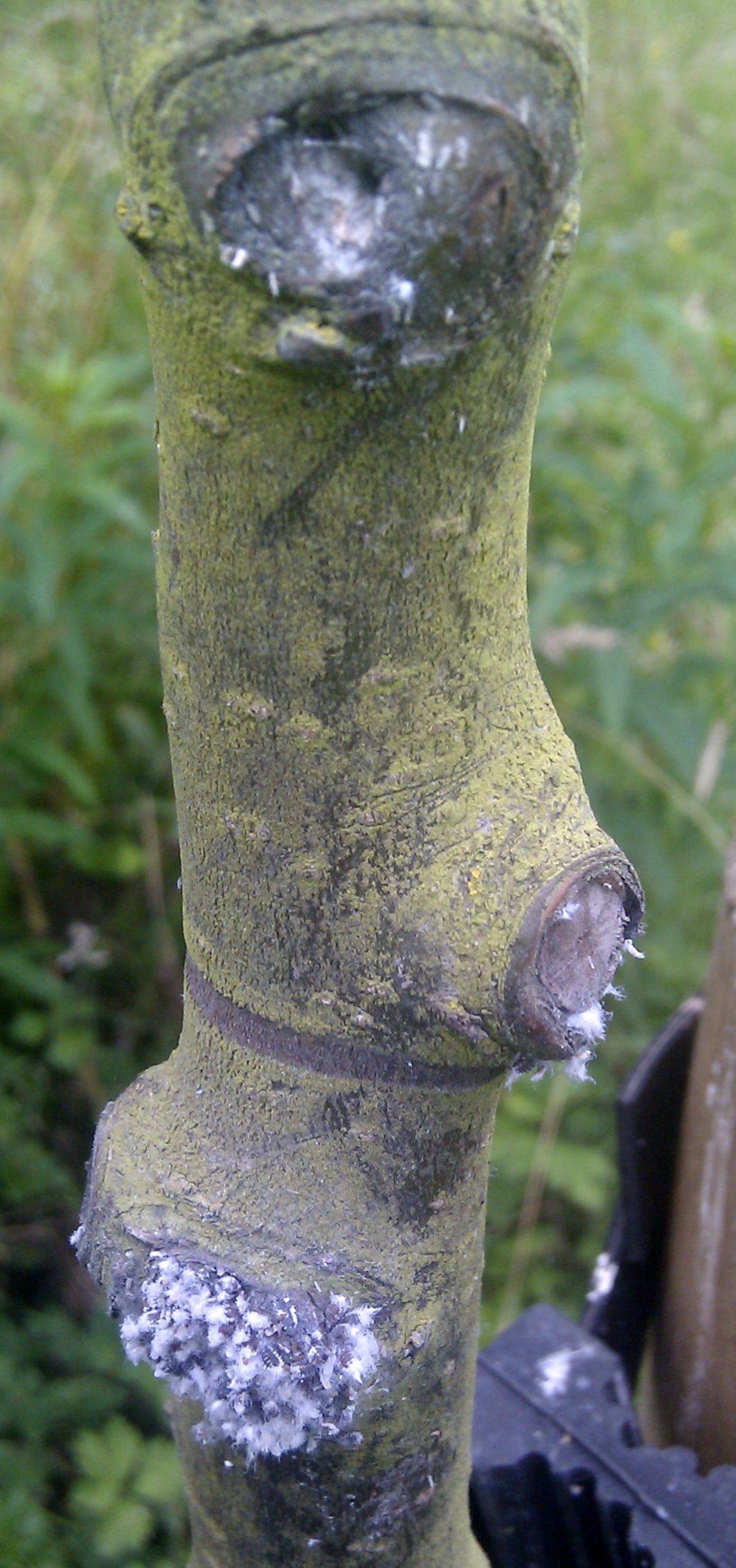 Woolly Aphids: Identification, Damage, and Treatment