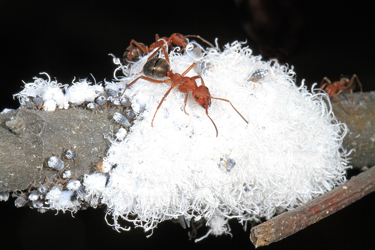 How to Identify Woolly Aphids