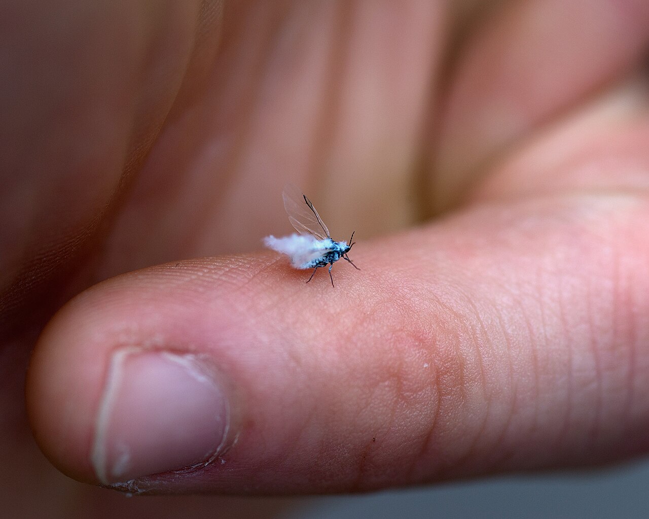 Are Woolly Aphids Good or Bad?