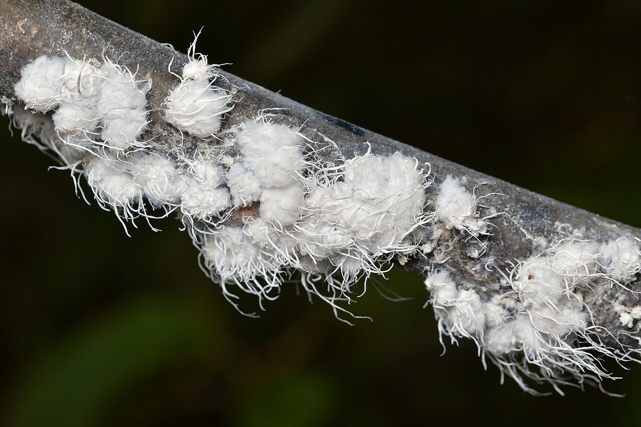The Woolly Aphid Life Cycle