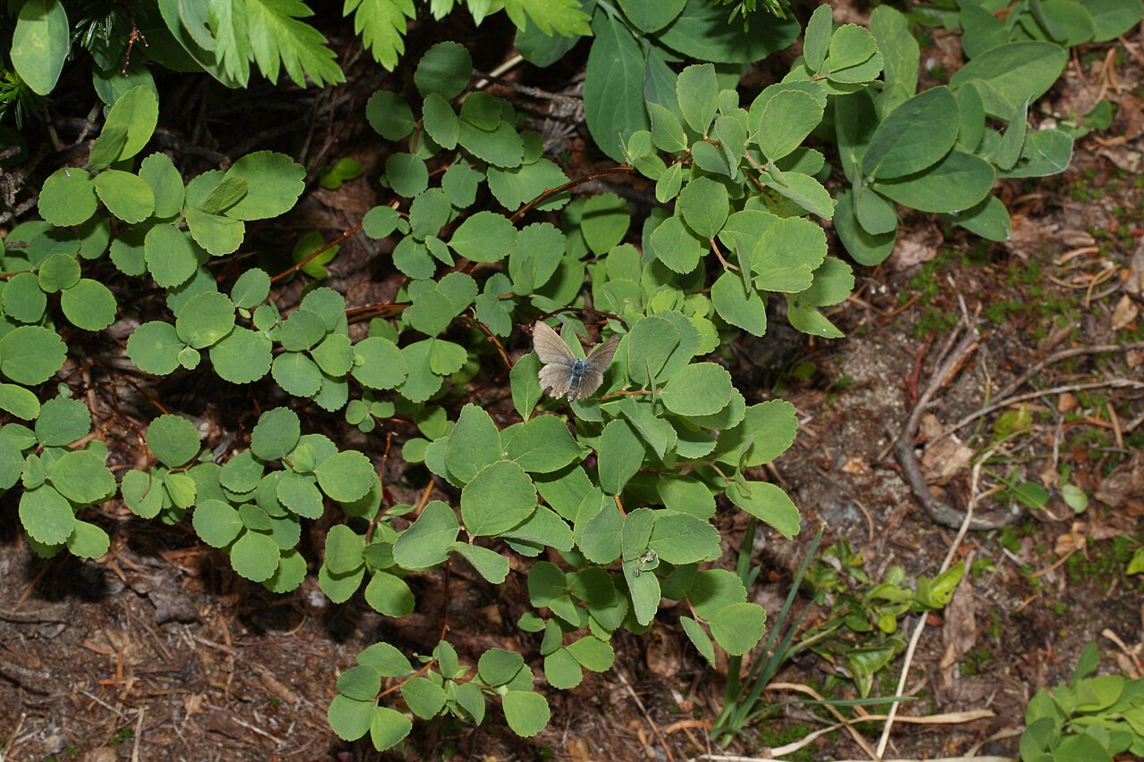 Xerces Blue Butterfly: The First US Butterfly Lost to a City