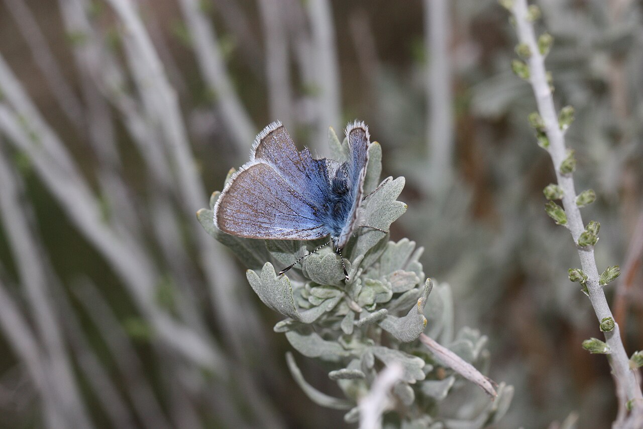 Why Did the Xerces Blue Go Extinct?