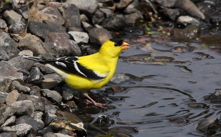 Yellow and Black Bird: How to Identify What You Saw