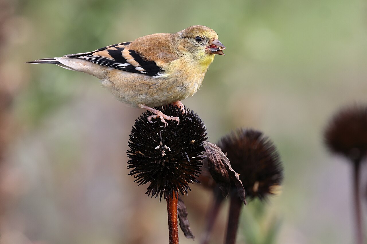 What Kind of Finch Is Yellow and Black?