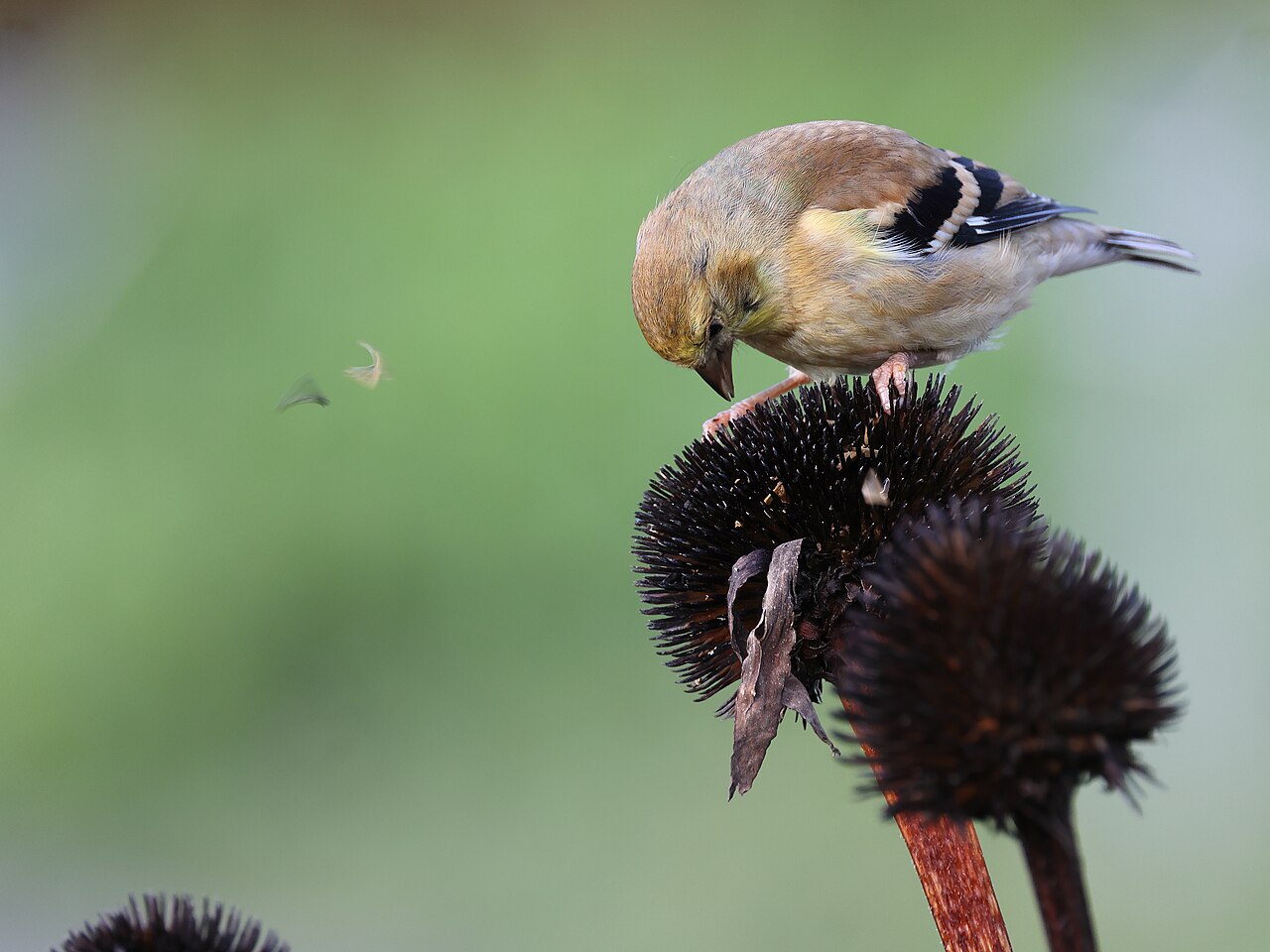 How Do You Tell a Goldfinch From an Oriole?