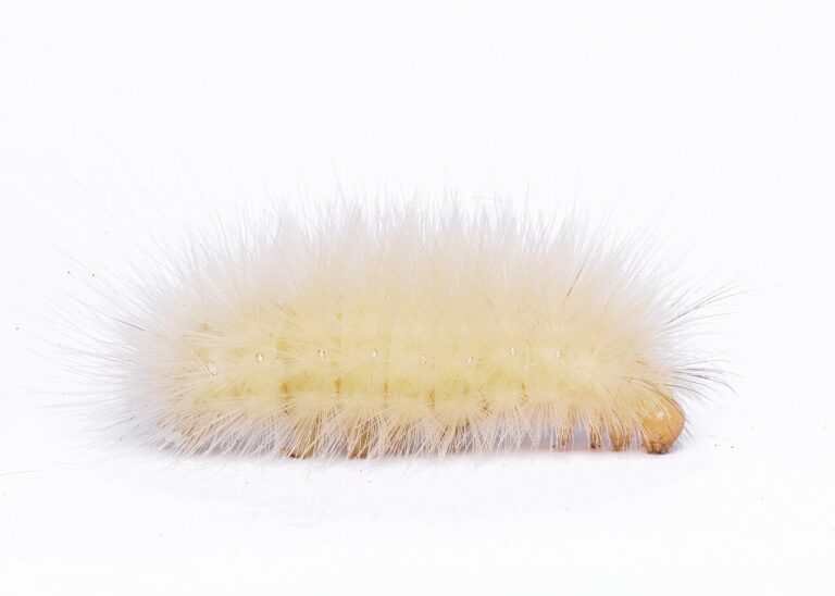 Yellow Caterpillar: Identification, Safety, and What It Becomes