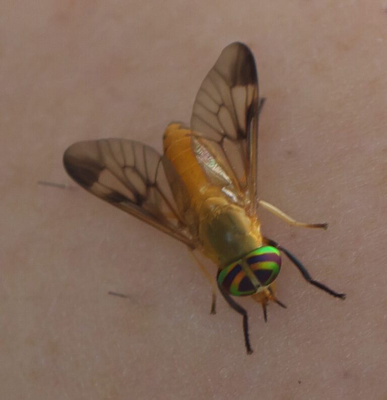 Yellow Fly Bite: Why It Hurts So Much and How to Treat It