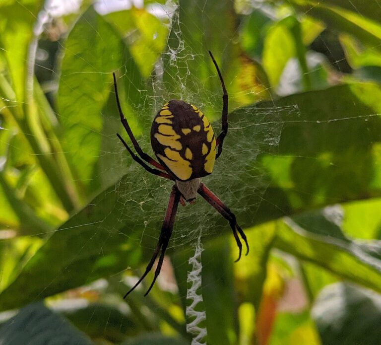 Yellow Spider: How to Identify It and Whether It’s Dangerous