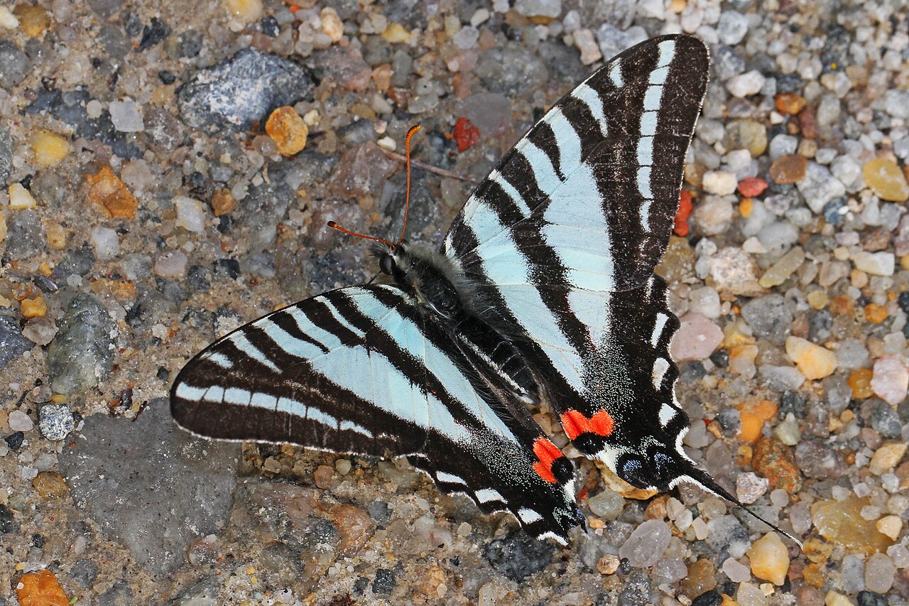 Zebra Swallowtail Butterfly: ID, Range, and Pawpaw