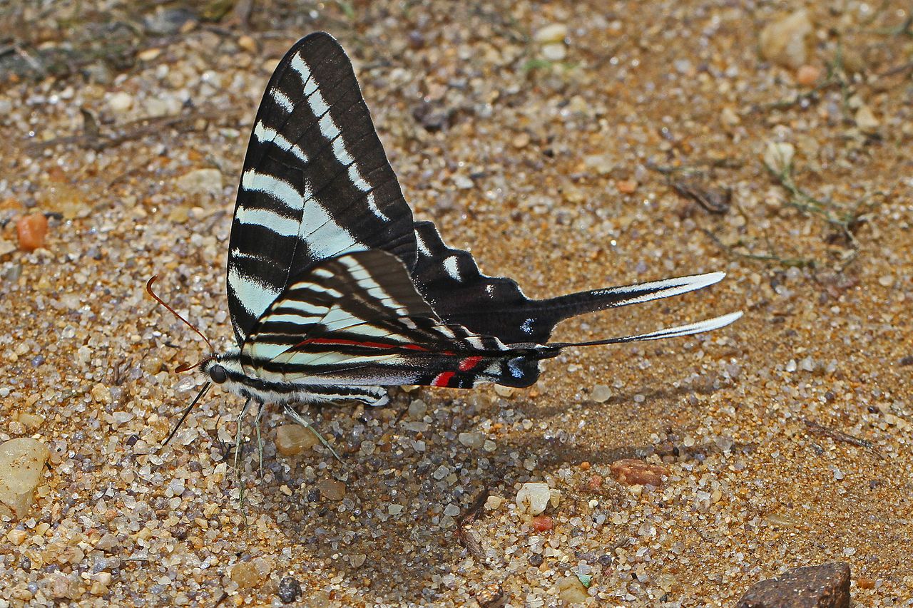 Are Zebra Swallowtails Rare?