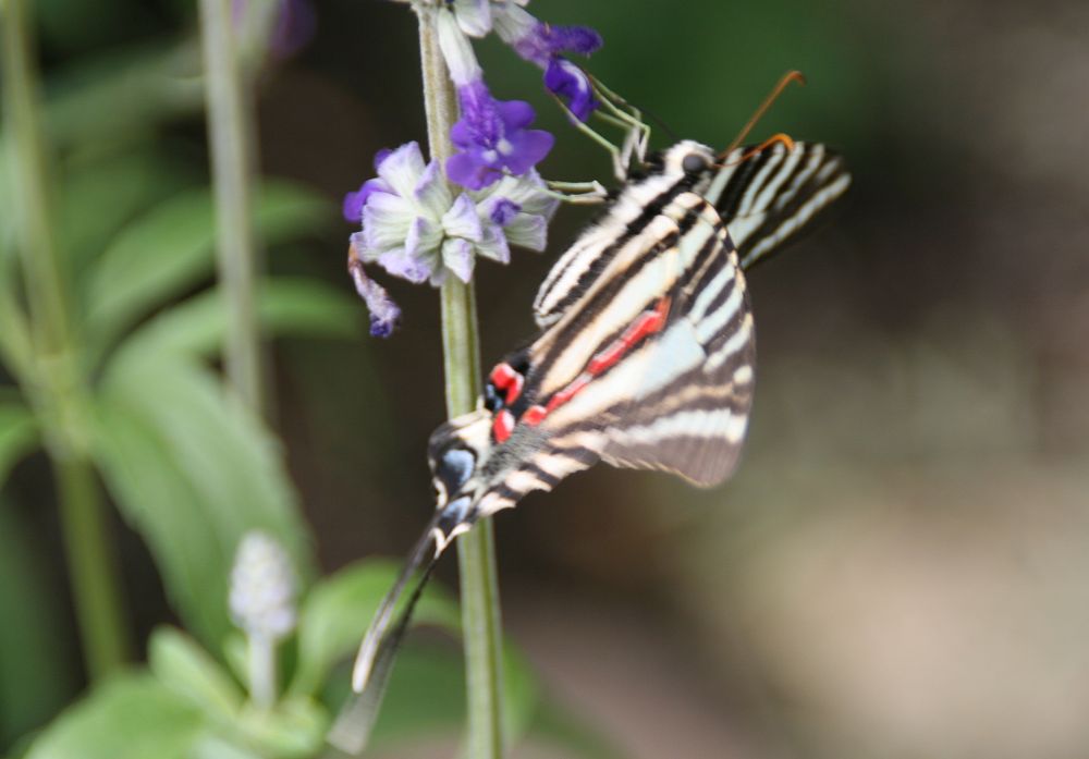 What Is the Host Plant for Zebra Swallowtails?