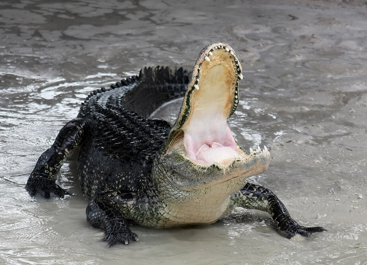 Alligator Dream Meaning: 7 Situations and What They Signal