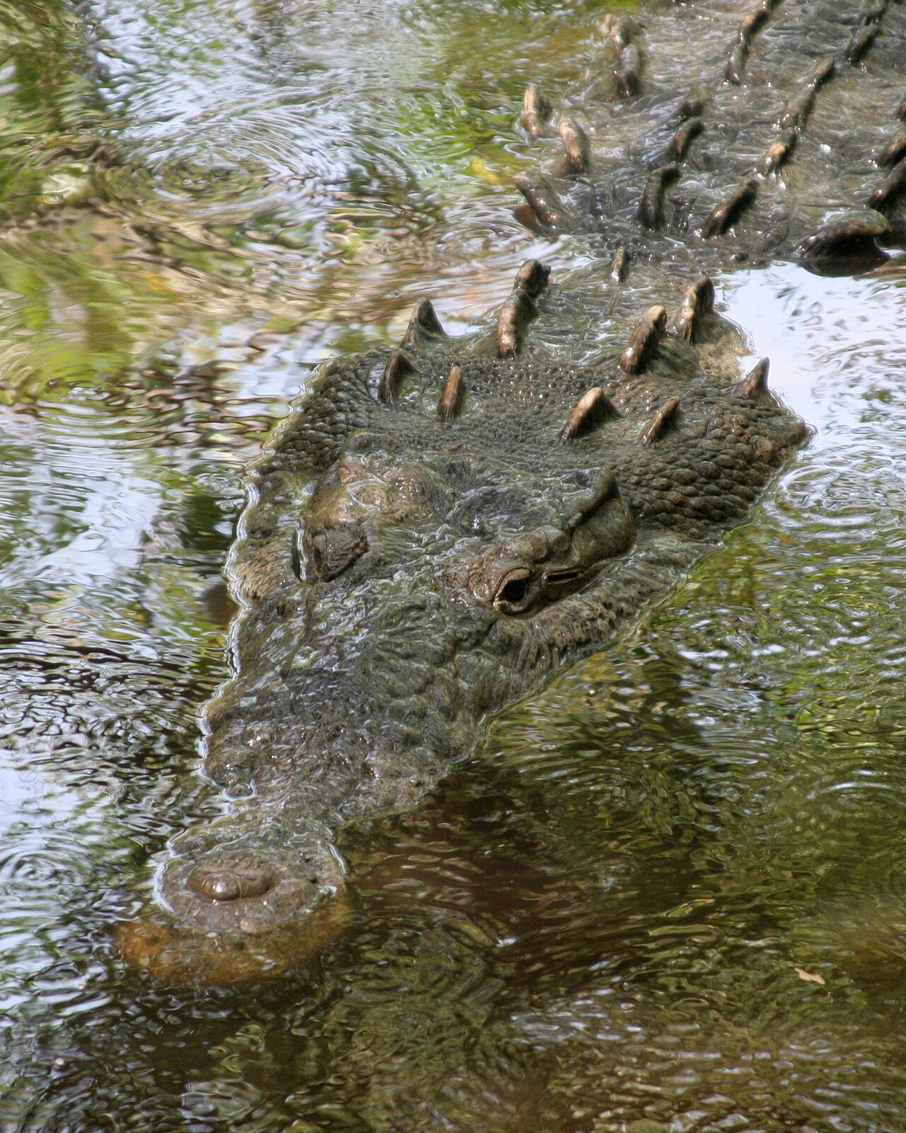 Dreaming of an Alligator Attacking You