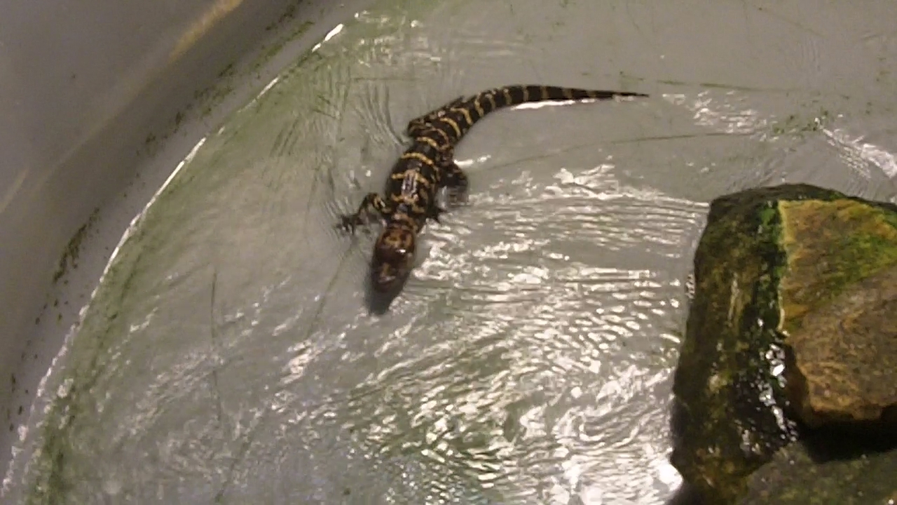Dreaming of an Alligator Chasing You