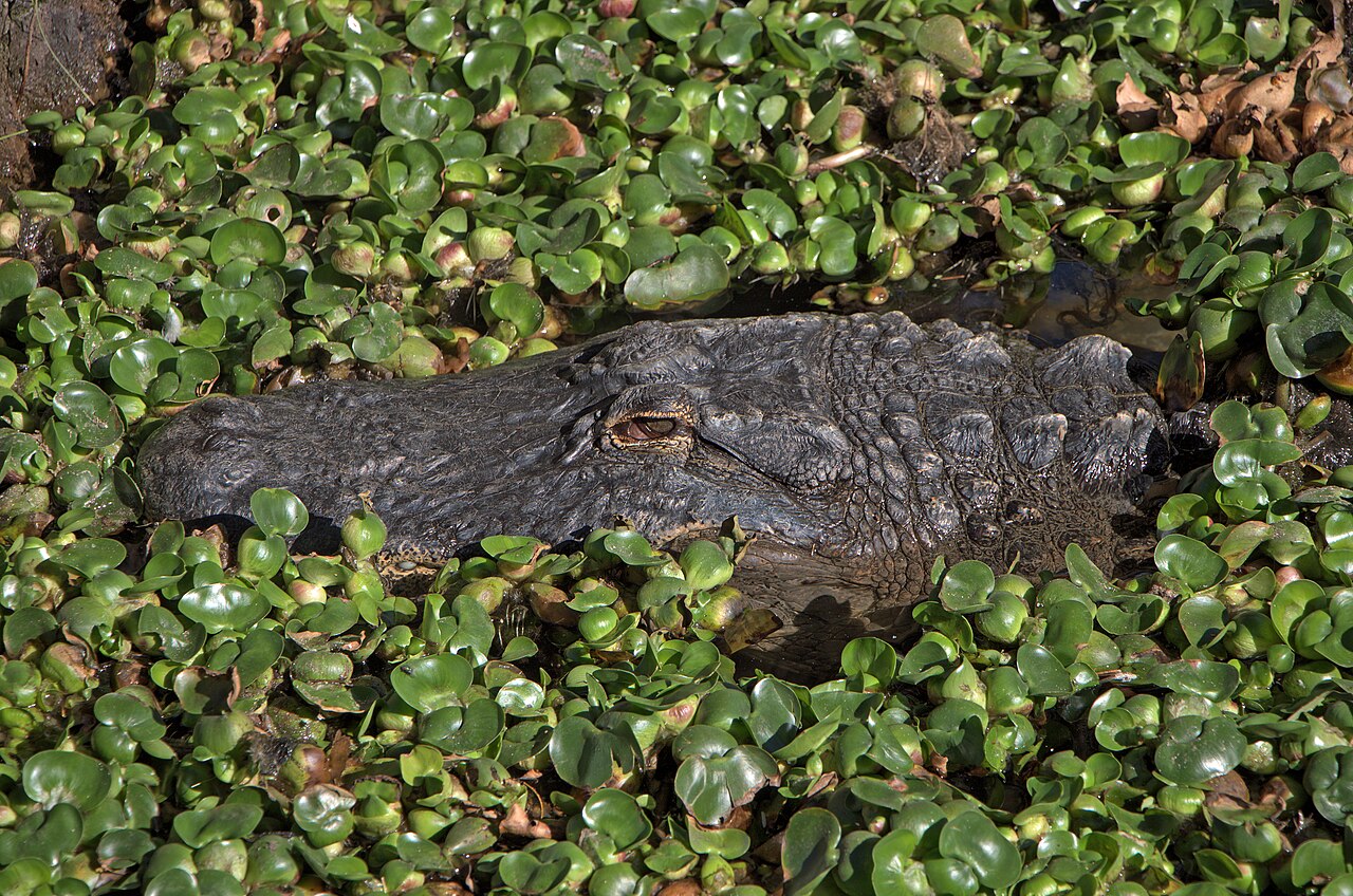 Dreaming of Escaping an Alligator