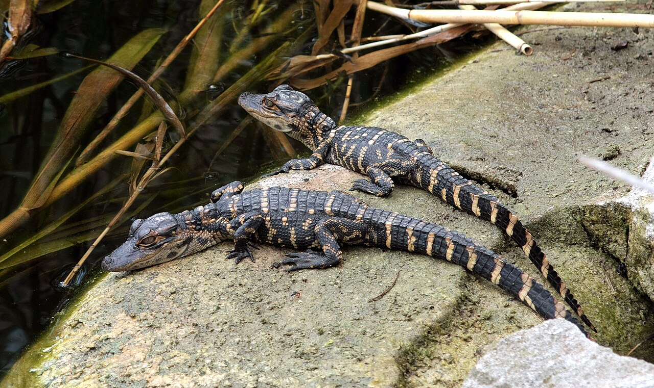 Alligator Poop: Why Gator Scat Is White and Where to Find It