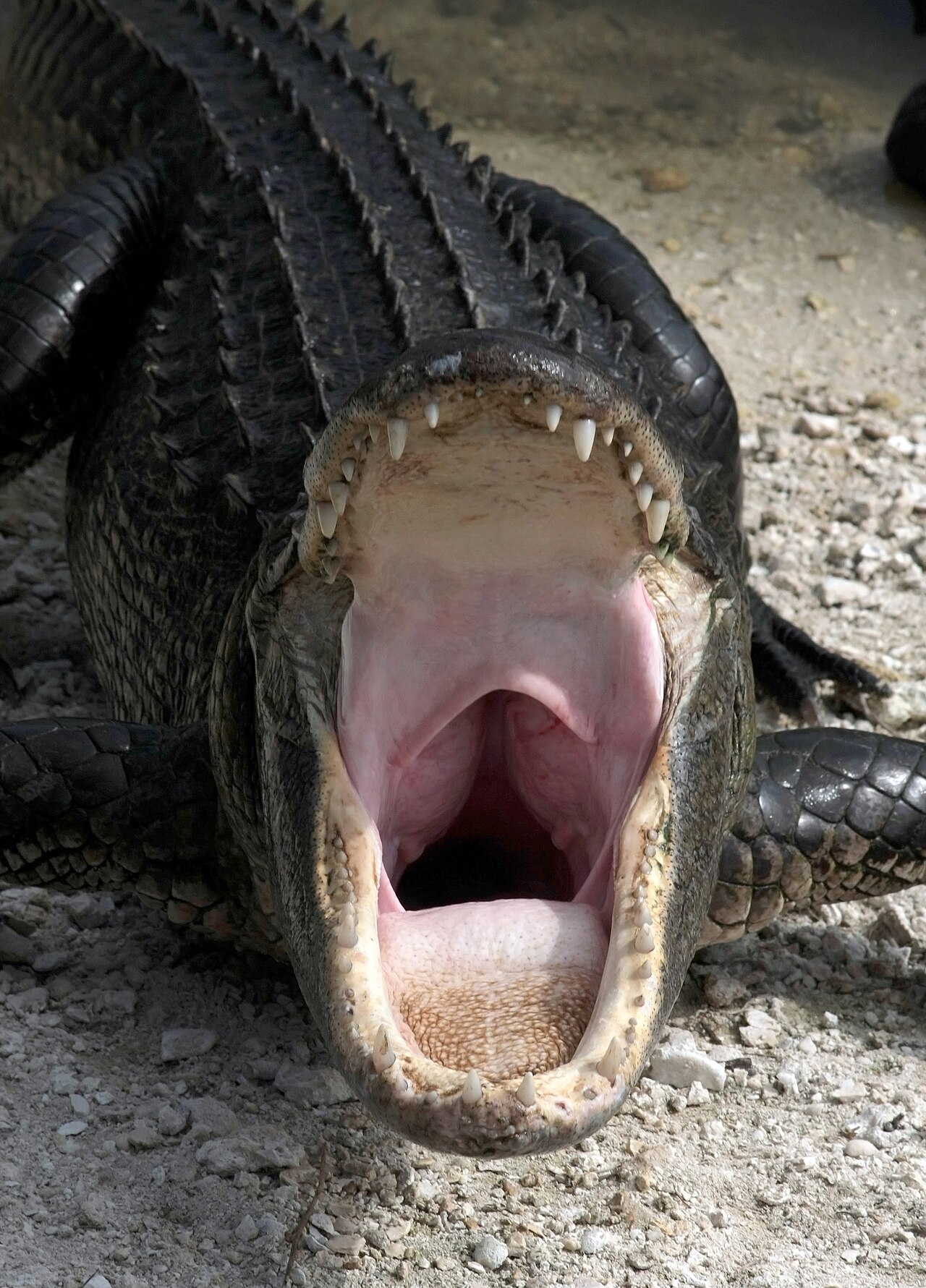 Alligator scat: size, shape, color and content
