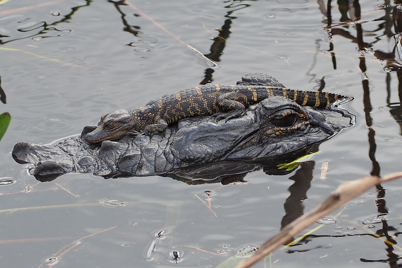 How often do alligators poop?