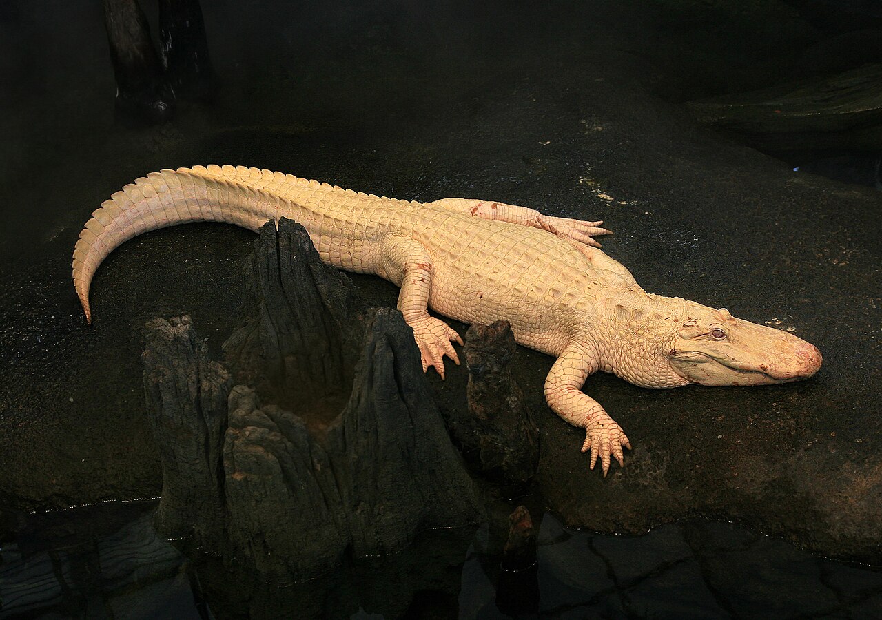 Why alligator poop looks white and chalky