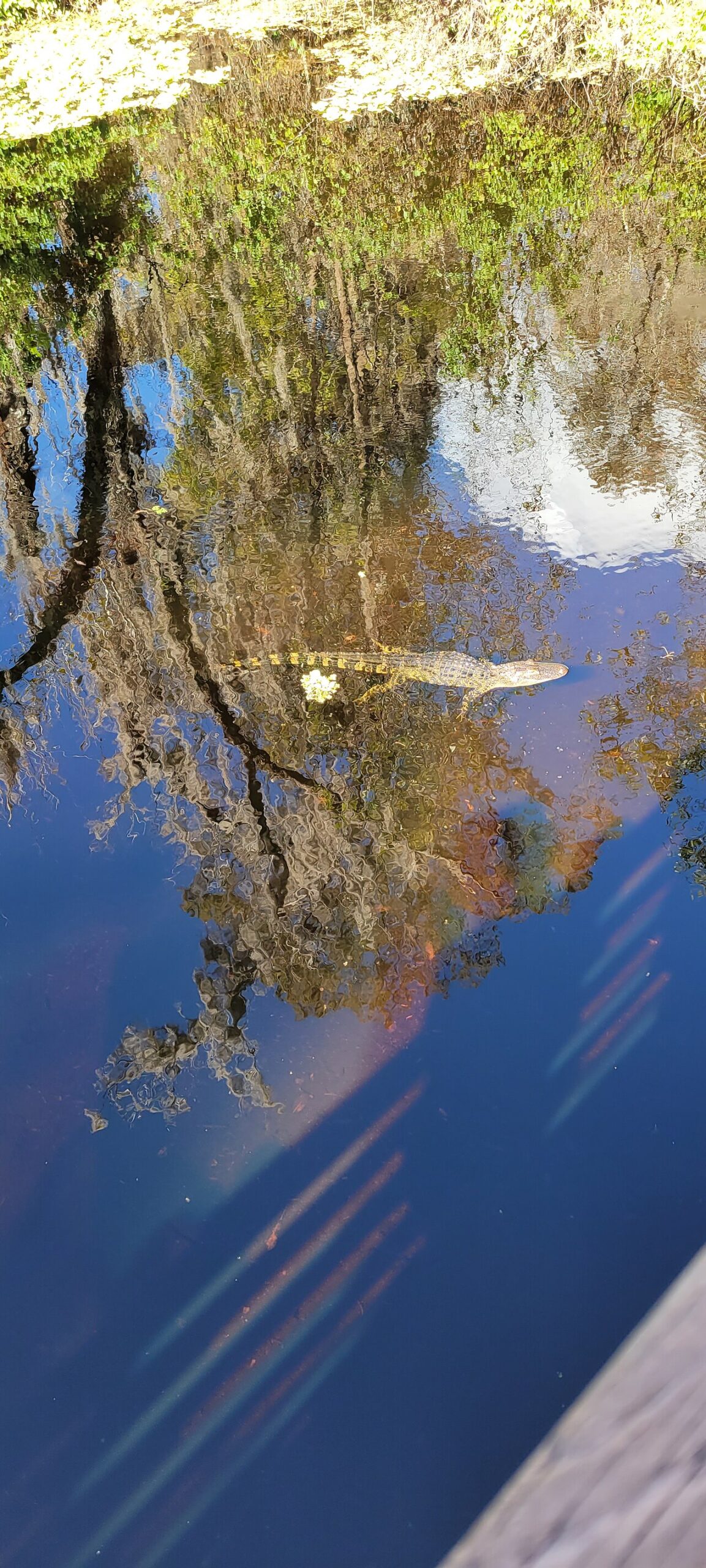 Alligator poop vs crocodile poop
