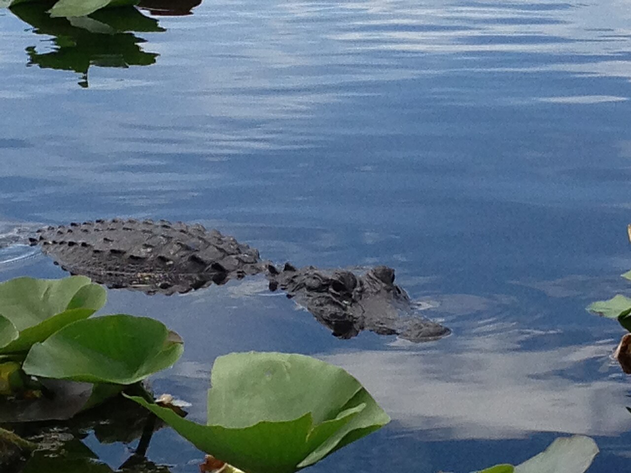 Alligator Sounds: 6 Calls, What Each Means and When You Hear Them