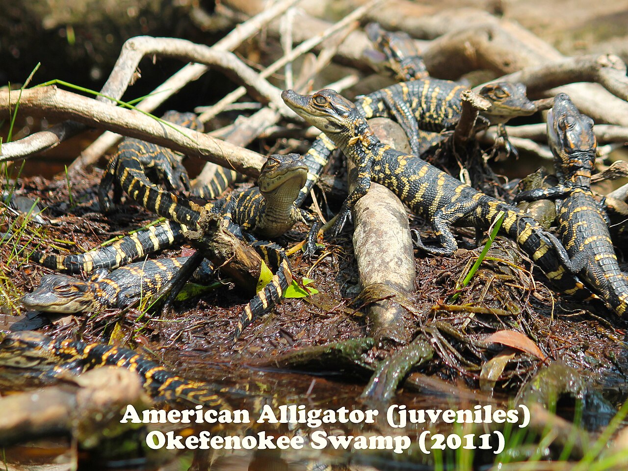 Do Alligators Make a Roar?
