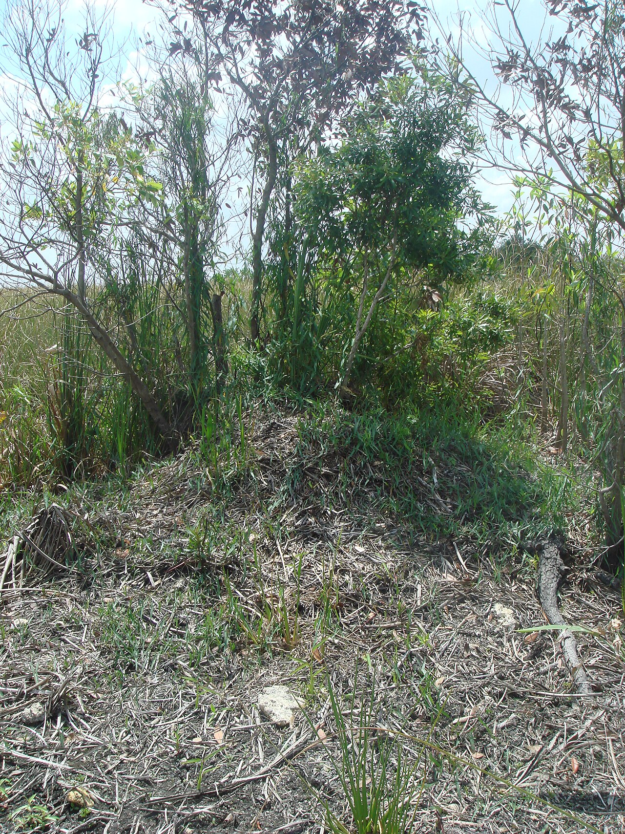 The Bellow: Spring Courtship and Territory