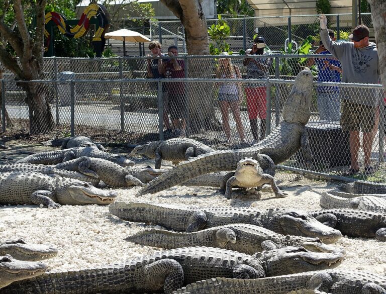 Alligator Symbolism and Spiritual Meaning: 7 Signs Explained