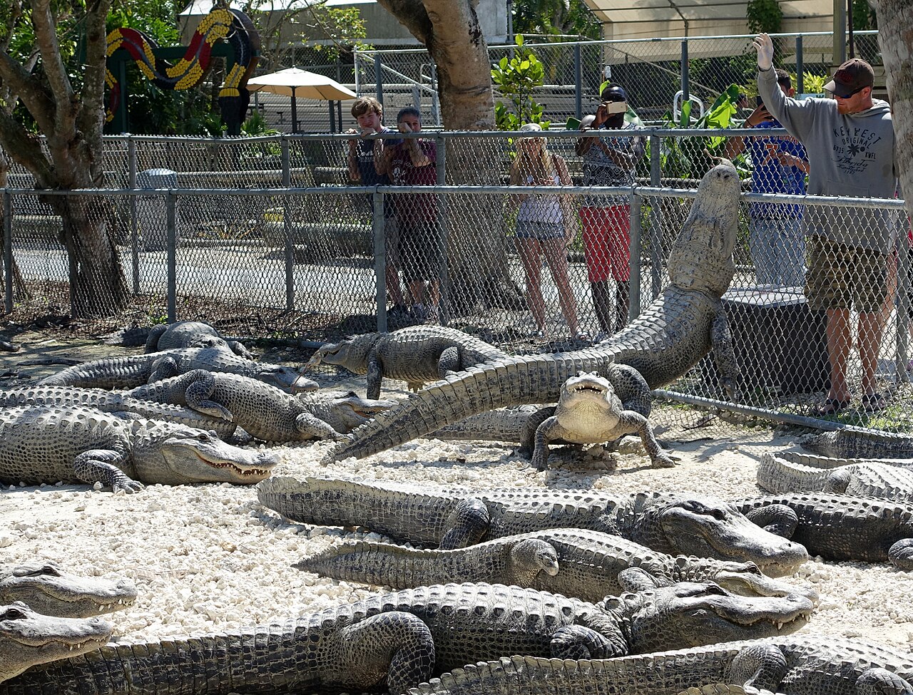 Alligator Symbolism and Spiritual Meaning: 7 Signs Explained