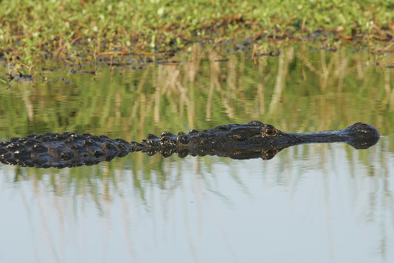 Alligator Symbolism in Native American Traditions of the Southeast