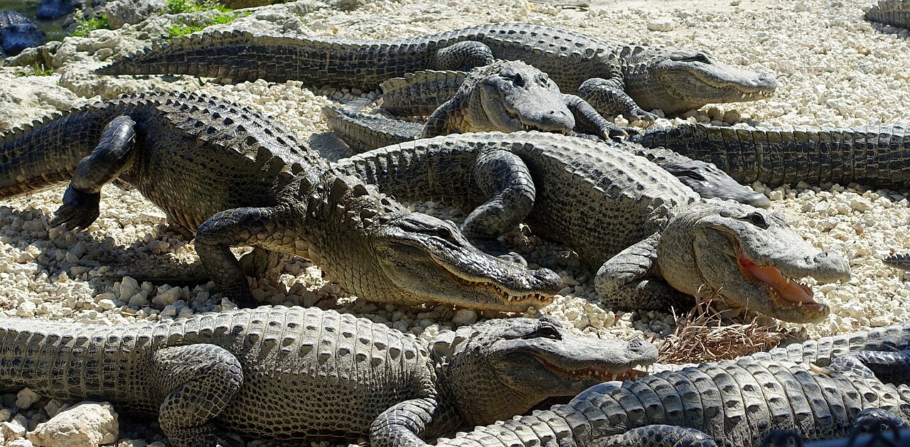 Celtic Tradition Has No Alligator: What Took Its Place